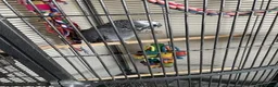 Parrots birds for sale: African Grey Lola - Advert 4