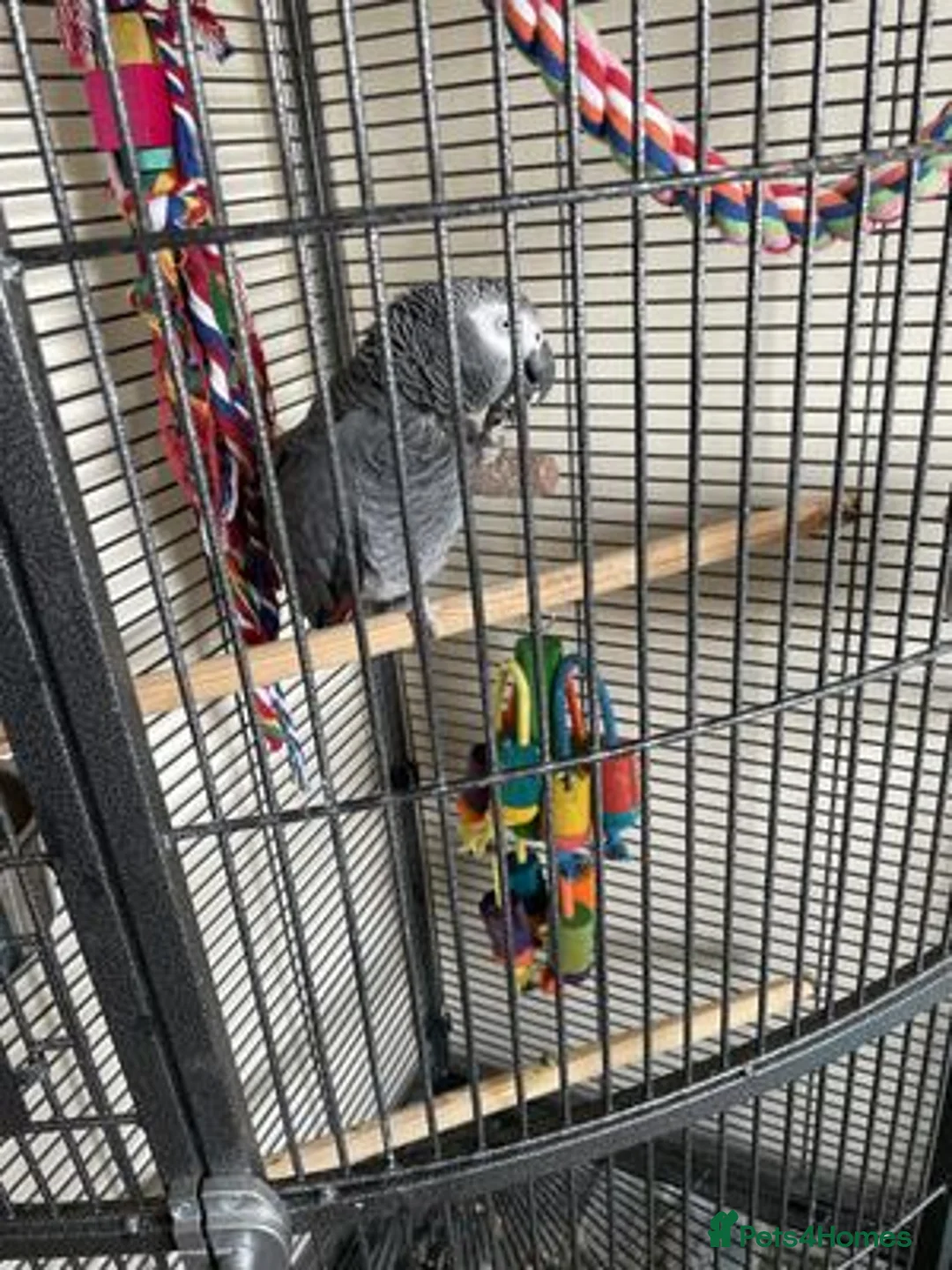 Parrots birds for sale: African Grey Lola - Advert 4