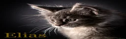 Maine Coon cats for sale: TICA-Registered Male Maine Coon Kittens - Advert 20