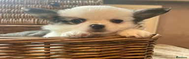 Chihuahua 2