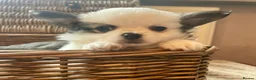 Chihuahua dogs for sale: Beautiful Chihuahuas girls in Bootle - Advert 9