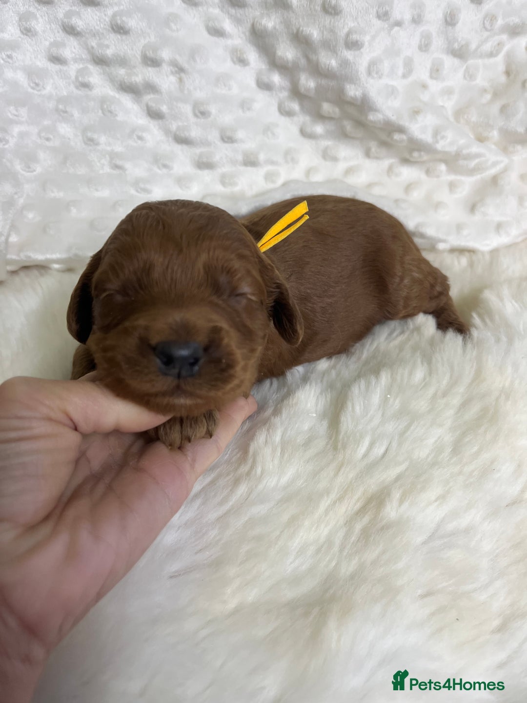 Goldendoodle dogs for sale: multigenerational Australian Golden doubledoodles - Image 8