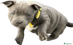 Staffordshire Bull Terrier dogs for sale: REDUCED * Kc registered Staffordshire blue terrier - Image 38