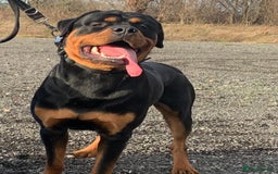 Rottweiler dogs for sale: AMAZING FULL PEDIGREE ROTTWEILER PUPPIES - Image 6