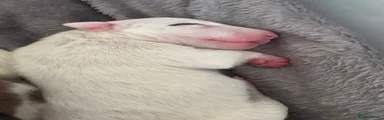 Bull Terrier Puppy 7