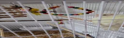 Parakeets birds for sale: Kakariki 2x in Lincoln - Advert 2