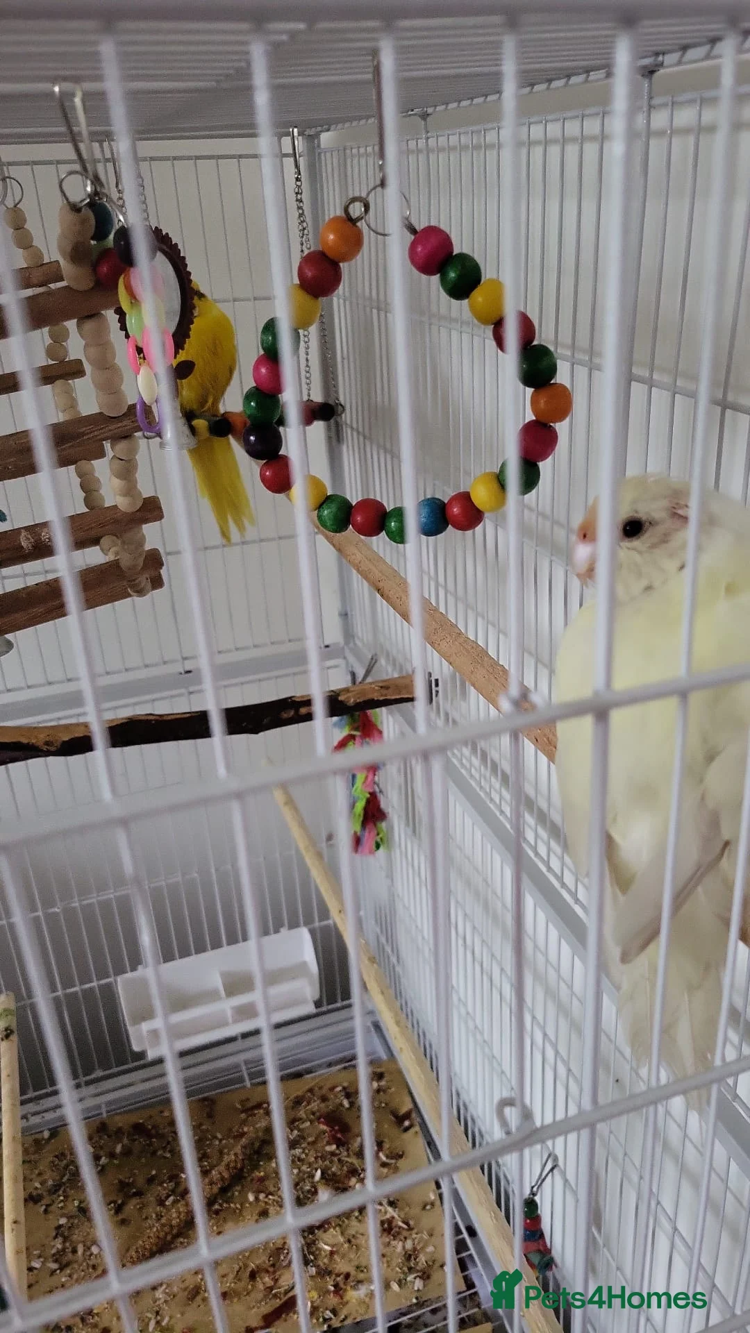 Parakeets birds for sale: Kakariki 2x in Lincoln - Advert 2