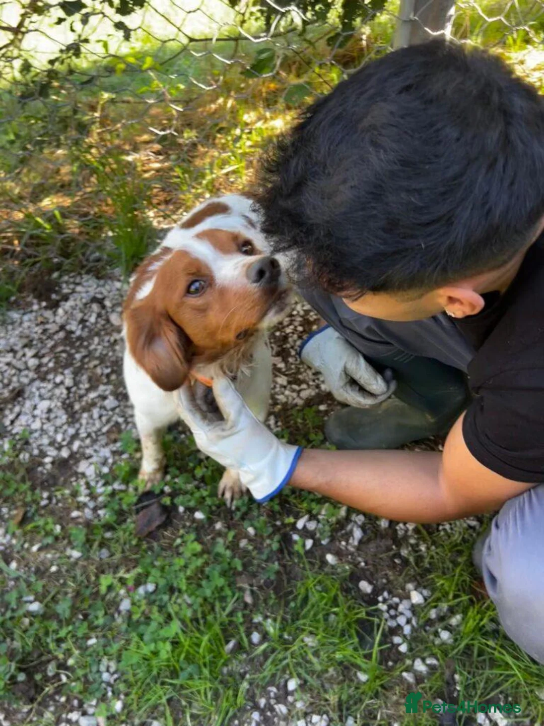 Brittany Spaniel dogs for adoption: Wally - Advert 10