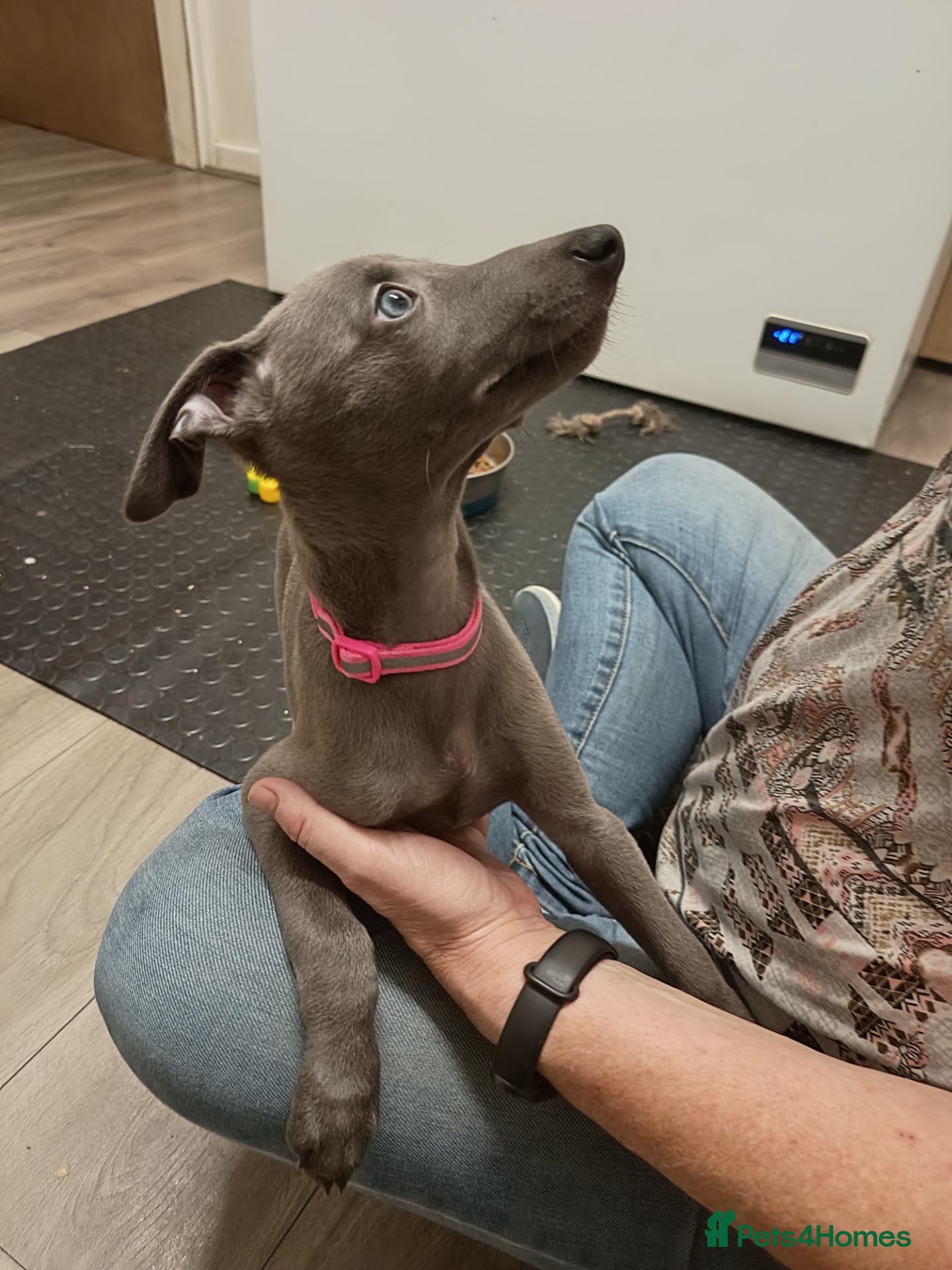 Whippet dogs (Solid) Blue Whippet KC Registered Puppies - Advert 2