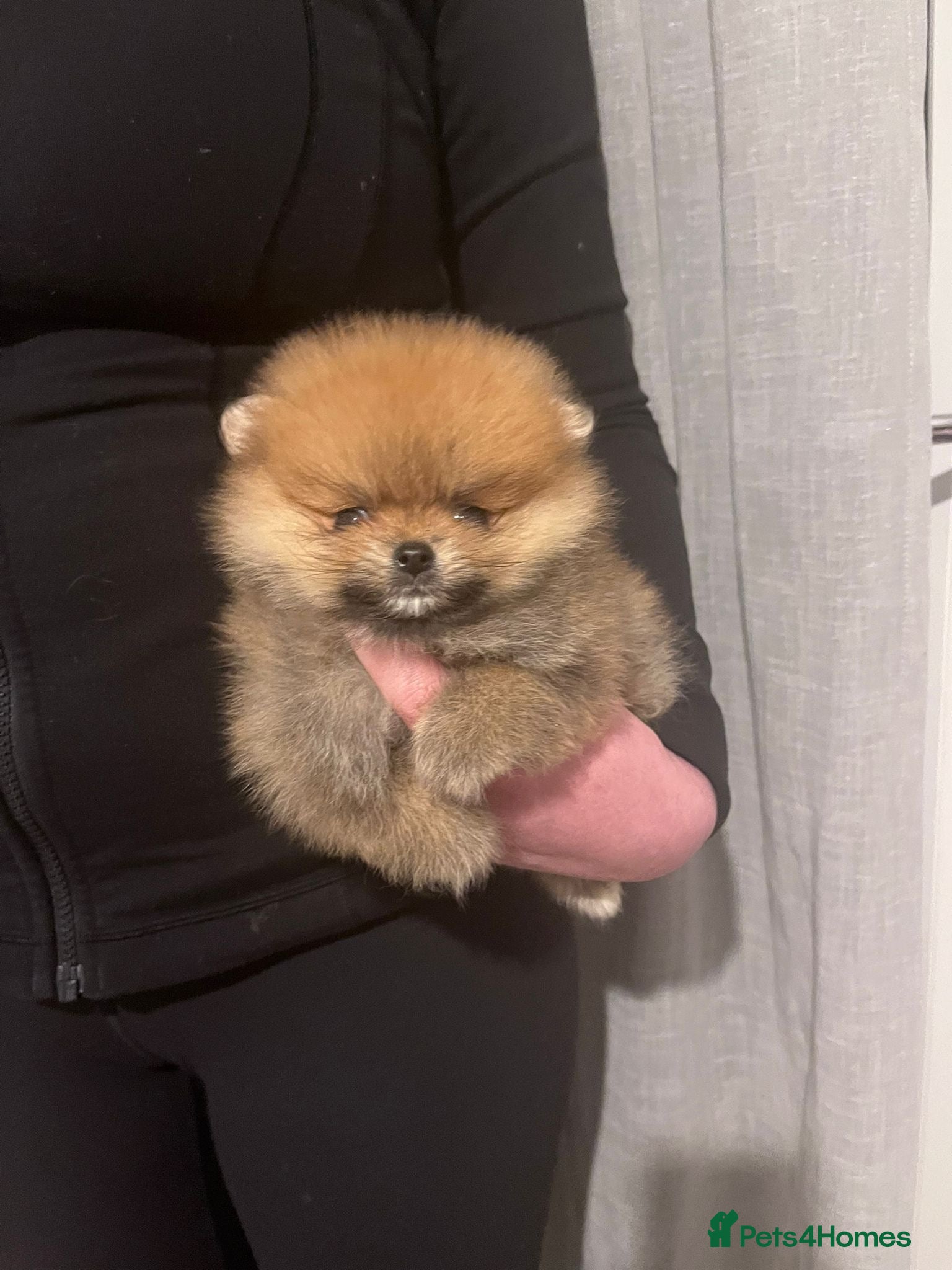 Pomeranian dogs Champion line Bear type Poms  - Advert 7