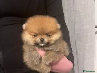 Pomeranian dogs Champion line Bear type Poms - Advert 7