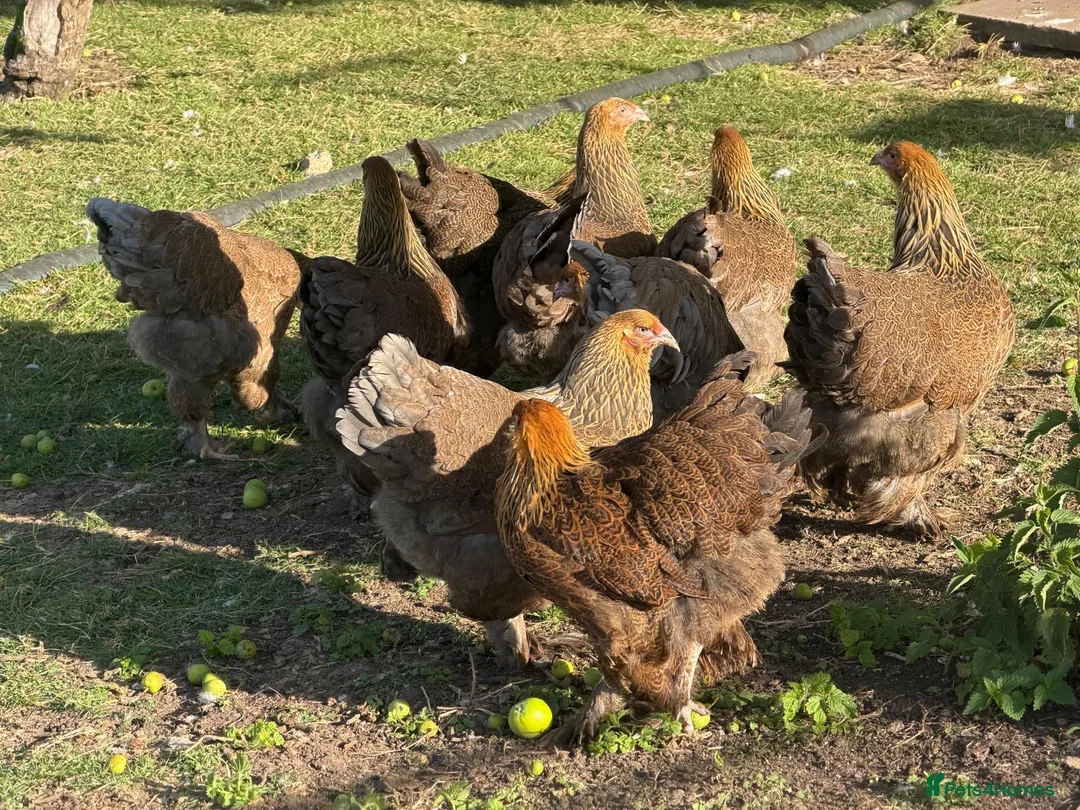 Chickens poultry for sale: Brahma - Advert 1