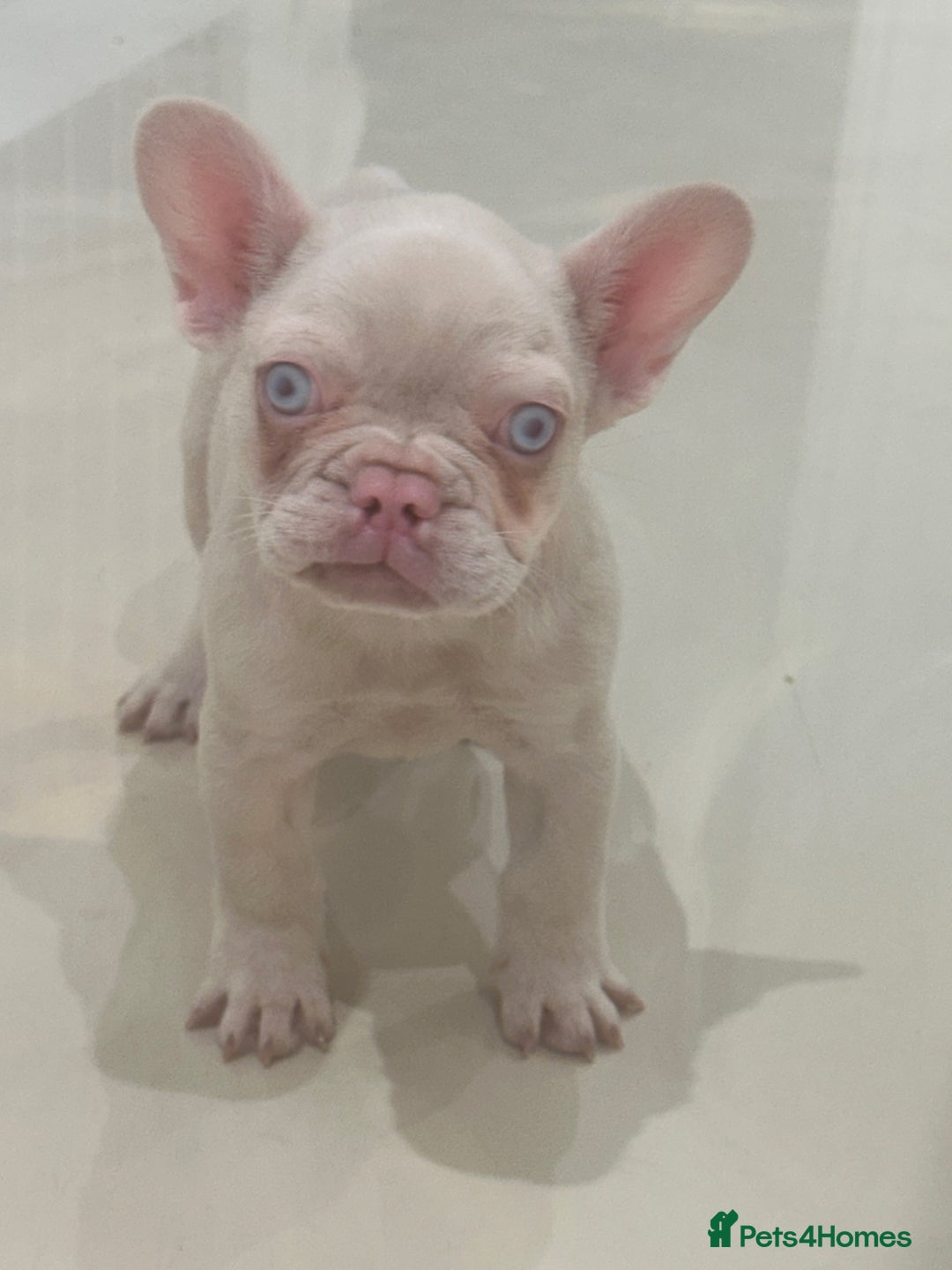 French Bulldog dogs for sale: Male puppy French bulldog  - Advert 1