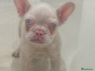 French Bulldog dogs for sale: Male puppy French bulldog - Advert 1
