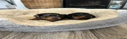 Miniature Dachshund dogs for sale: Miniature dachshund puppies - Advert 5