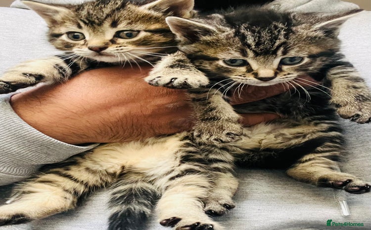 Mixed Breed cats Stunning Bengal x Ragdoll kittens ready now - Advert 8