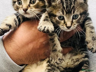 Mixed Breed cats Stunning Bengal x Ragdoll kittens ready now - Advert 9