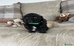 Cockapoo dogs for sale: Gorgeous F1 cockapoo puppies  - Image 11
