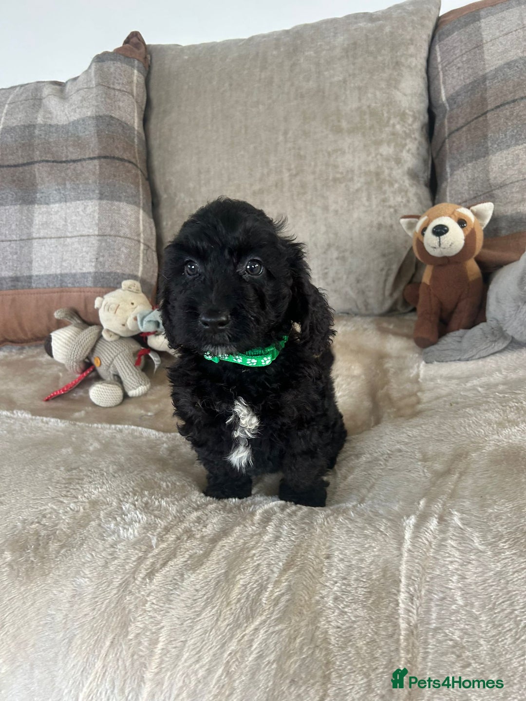 Cockapoo dogs for sale: Gorgeous F1 cockapoo puppies  - Image 11