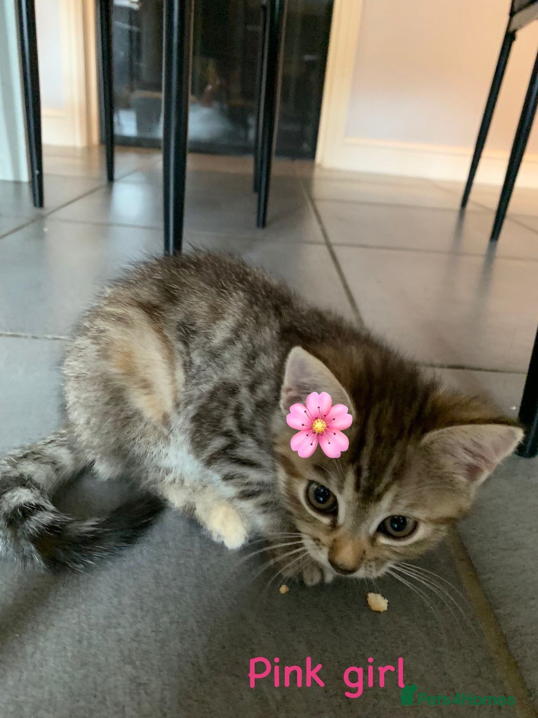 Siberian cats for sale: Siberian girl kittens ready for new home now - Image 23