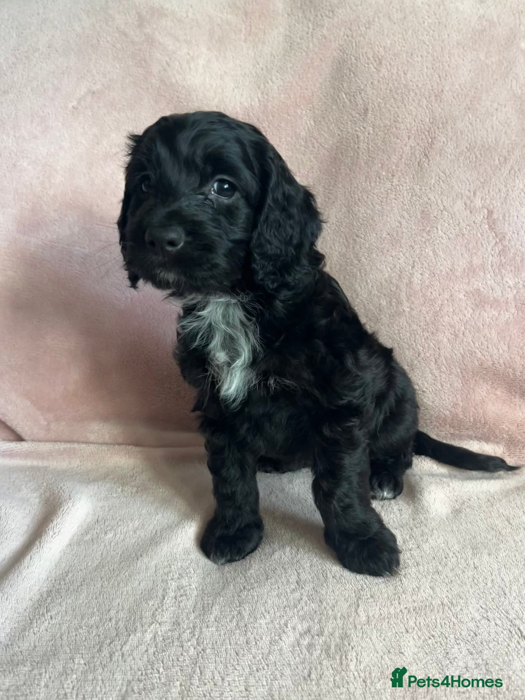 Cockapoo dogs for sale: Cockapoo puppies  - Image 8