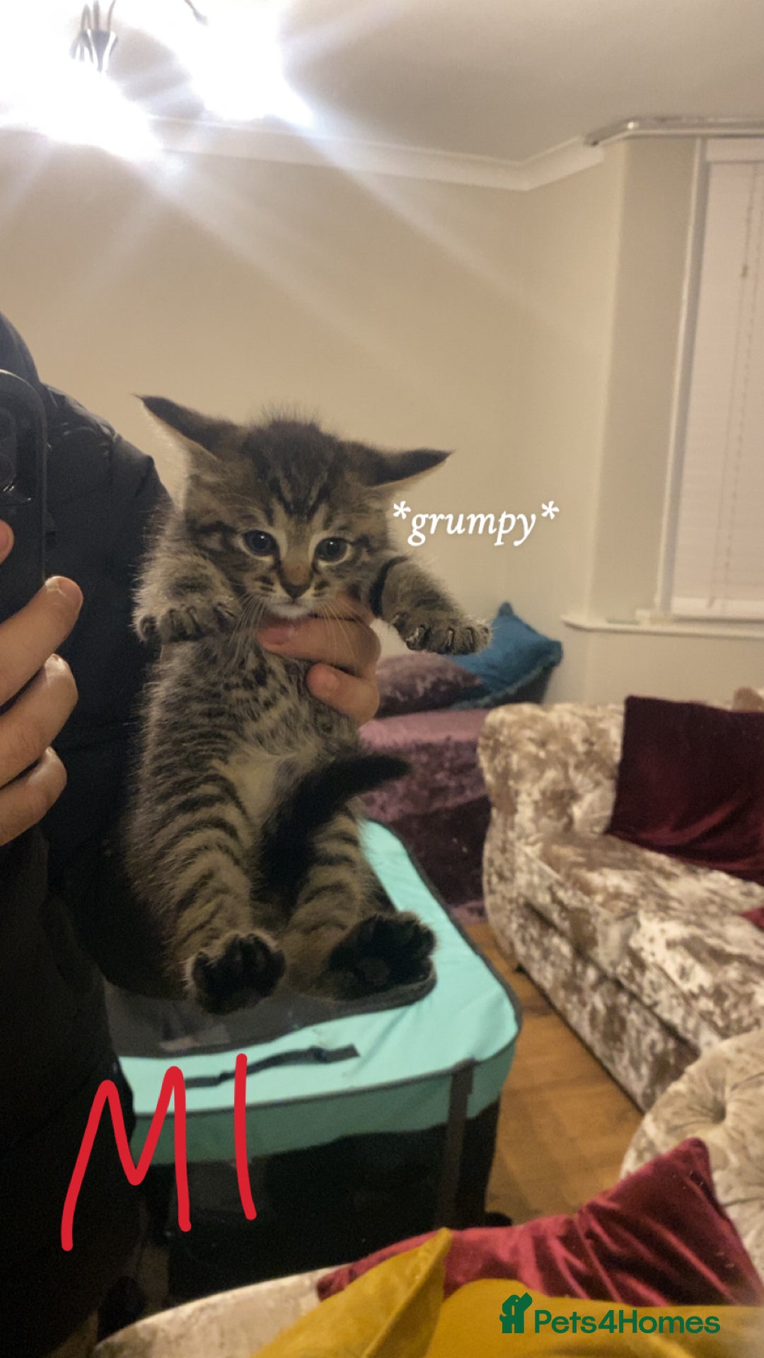 Mixed Breed cats for sale: 4x Tabby😻Babies ready ✅  - Advert 8