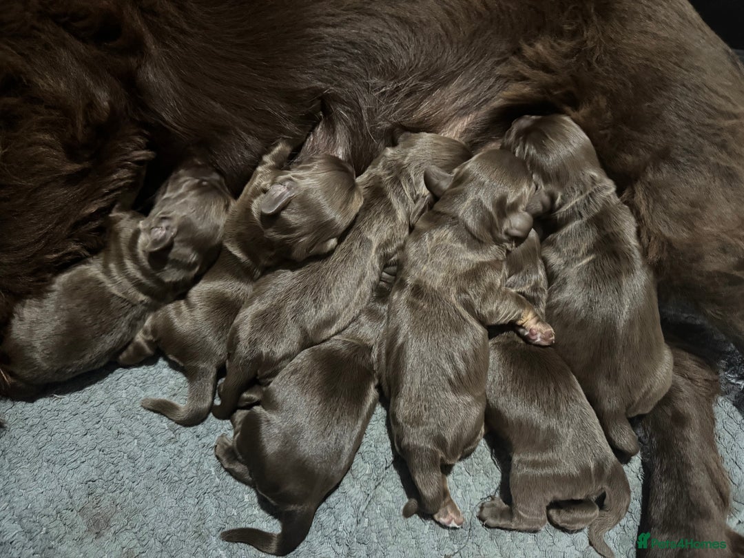 Cocker Spaniel dogs for sale: Beautiful litter of cocker spaniels for sale  - Image 11