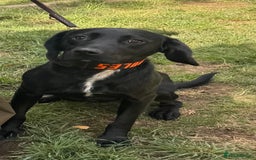 Mixed Breed dogs for sale: Labrador X for sale  - Image 1