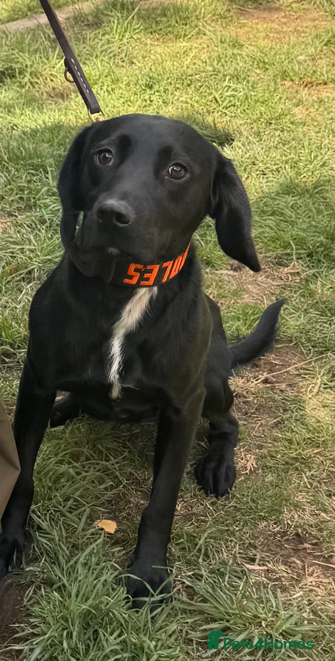 Mixed Breed dogs for sale: Labrador X for sale  - Image 1