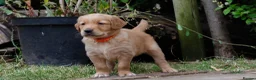 Golden Retriever dogs for sale: READY GOLDEN RETREVER KC PUPPIES - Advert 14