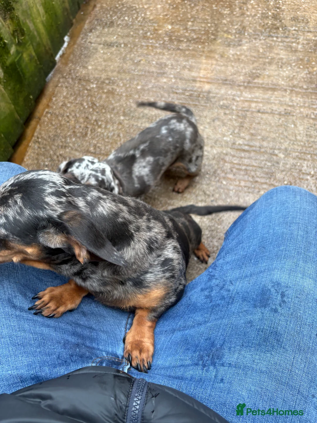 Miniature Dachshund dogs for sale: 3 dachshund for sale in Runcorn - Advert 2