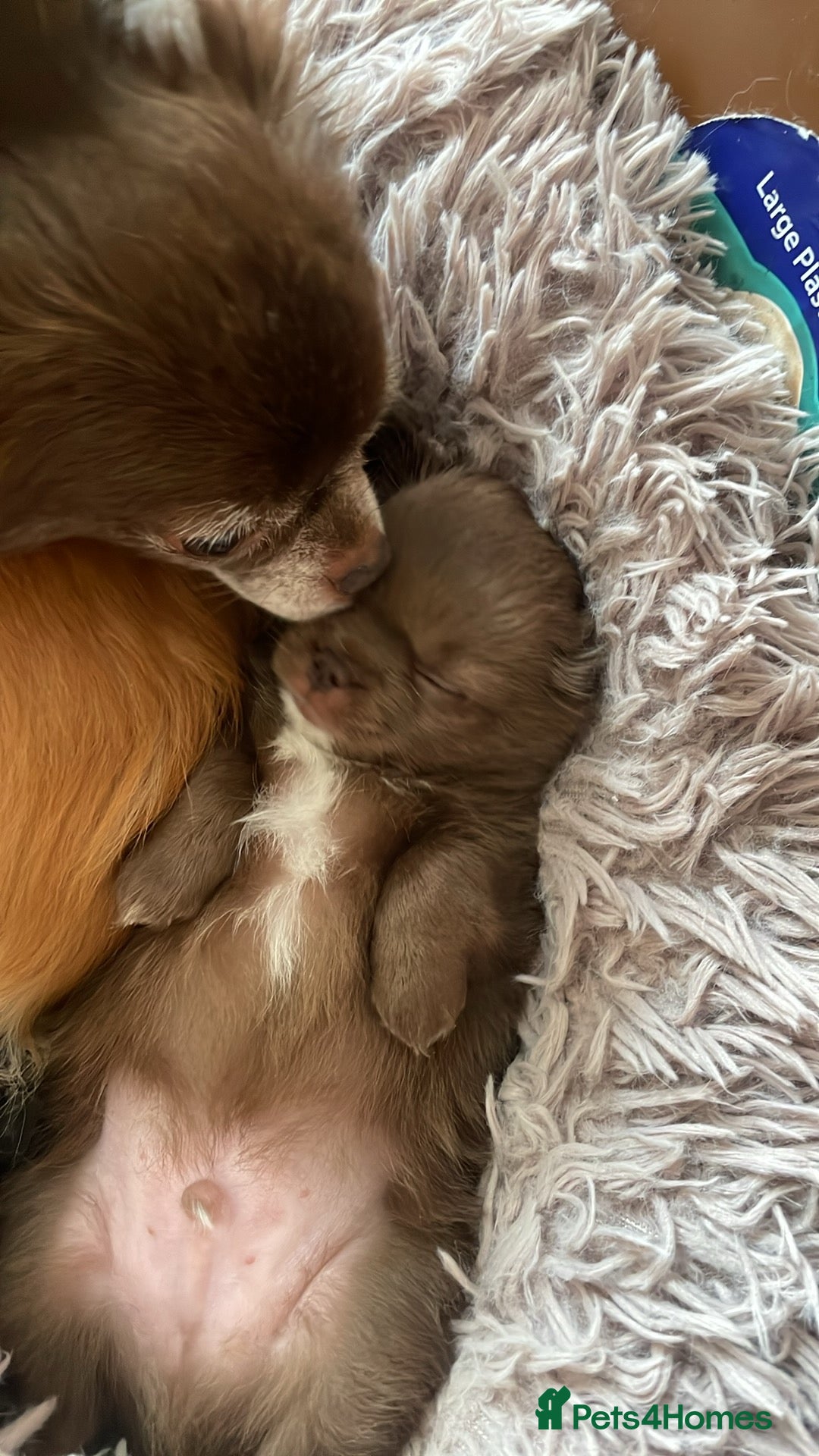 Chihuahua dogs Long-Haired Auburn Apple Head Chihuahua Puppies - Advert 2