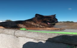 German Shepherd dogs for stud: Best blood stud - Image 4