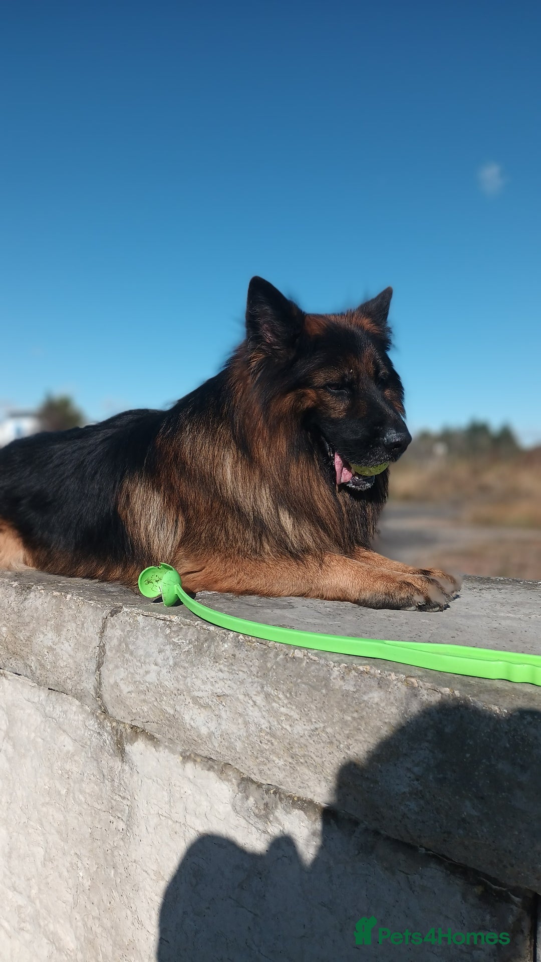 German Shepherd dogs for stud: Best blood stud - Image 4