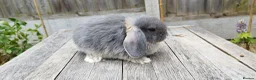 Mini Lop rabbits for sale: Mini Lop bunnies Pure Breed  - Advert 5