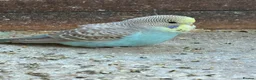 Budgerigars birds for sale: Baby Budgies in Bexhill-on-Sea - Advert 2