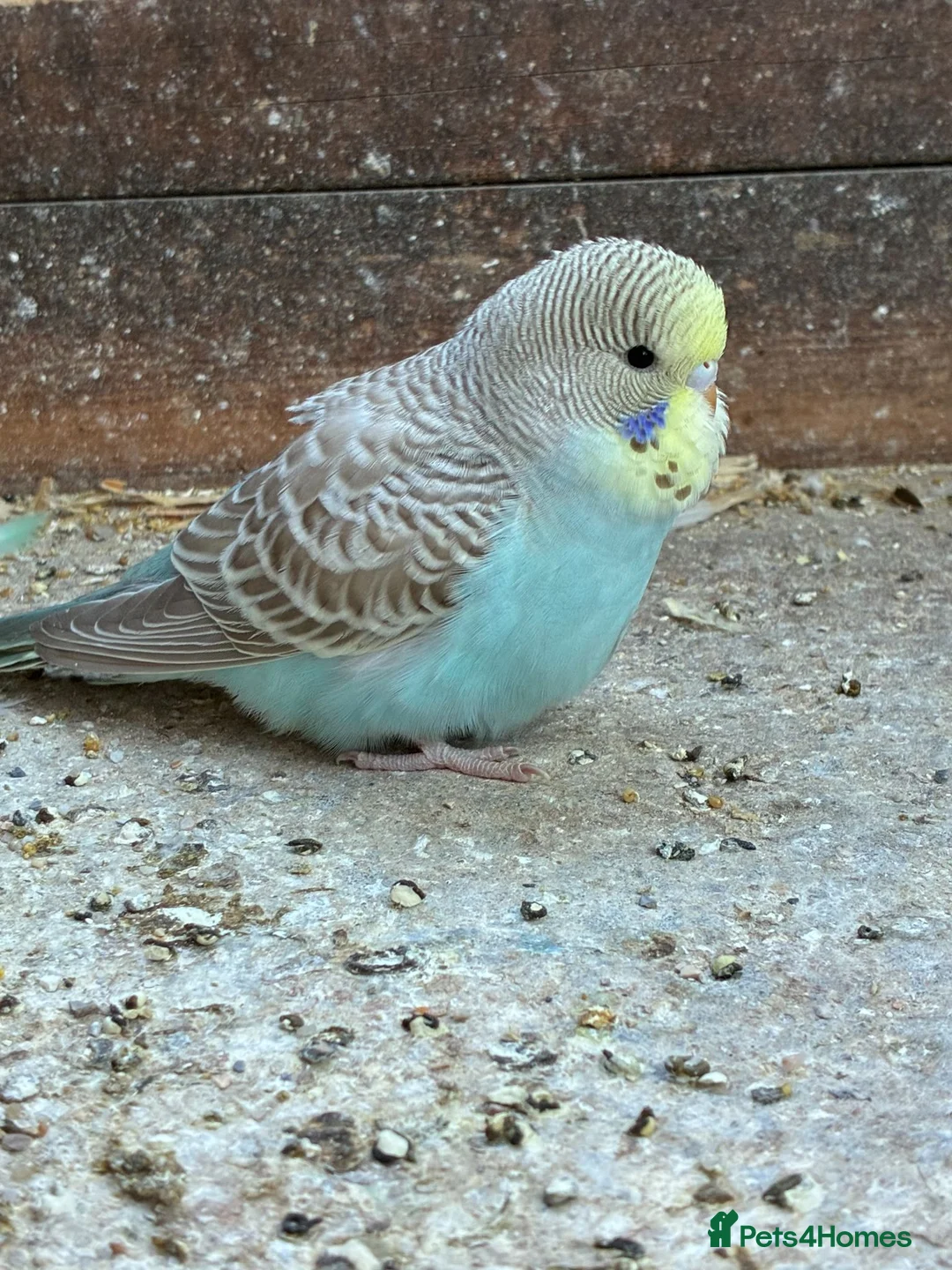 Budgerigars birds for sale: Baby Budgies in Bexhill-on-Sea - Advert 2
