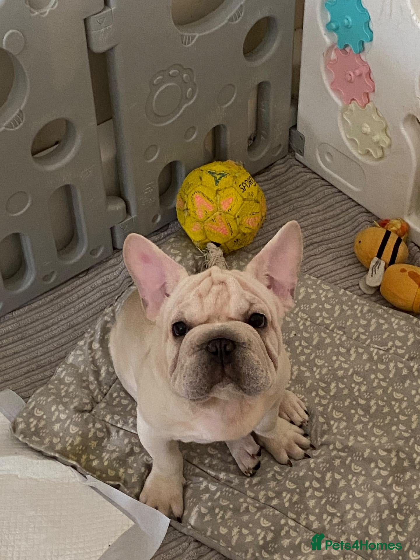 French Bulldog dogs French Bulldog  - Advert 6