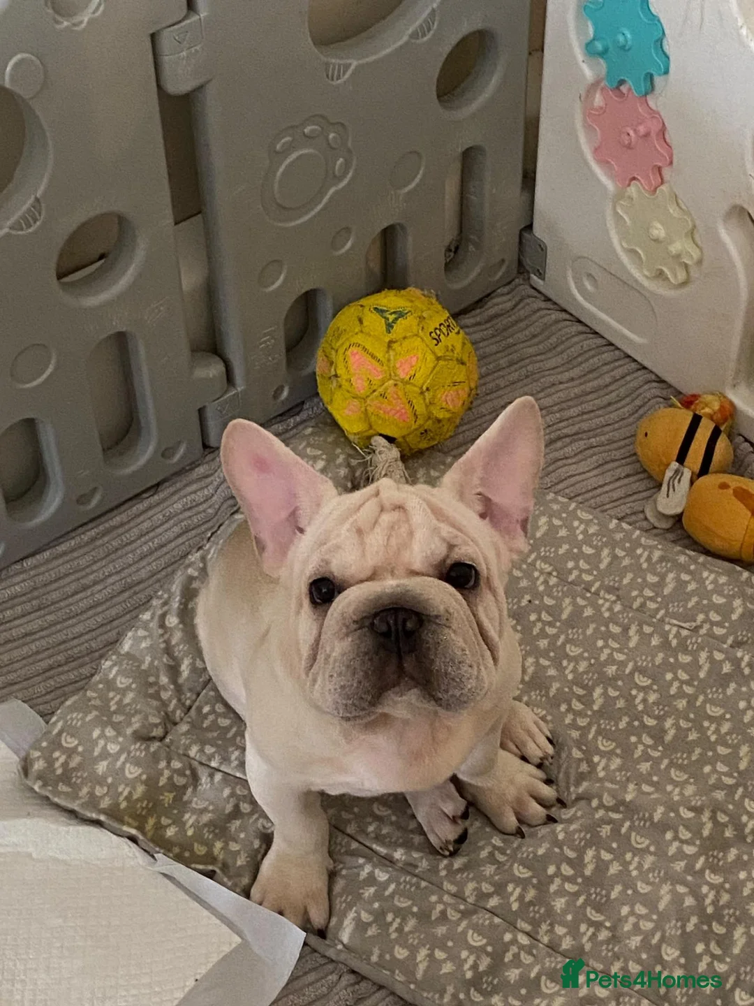 French Bulldog dogs for sale: French Bulldog  - Advert 2