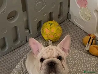 French Bulldog dogs French Bulldog - Advert 6