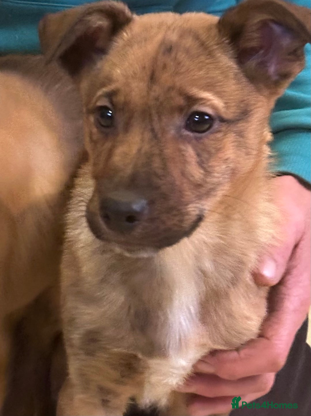 Mixed Breed dogs for sale: Kelpie x Collie puppies - Advert 15