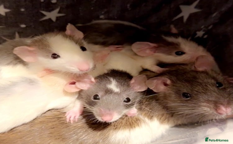 Rat rodents - Advert 3