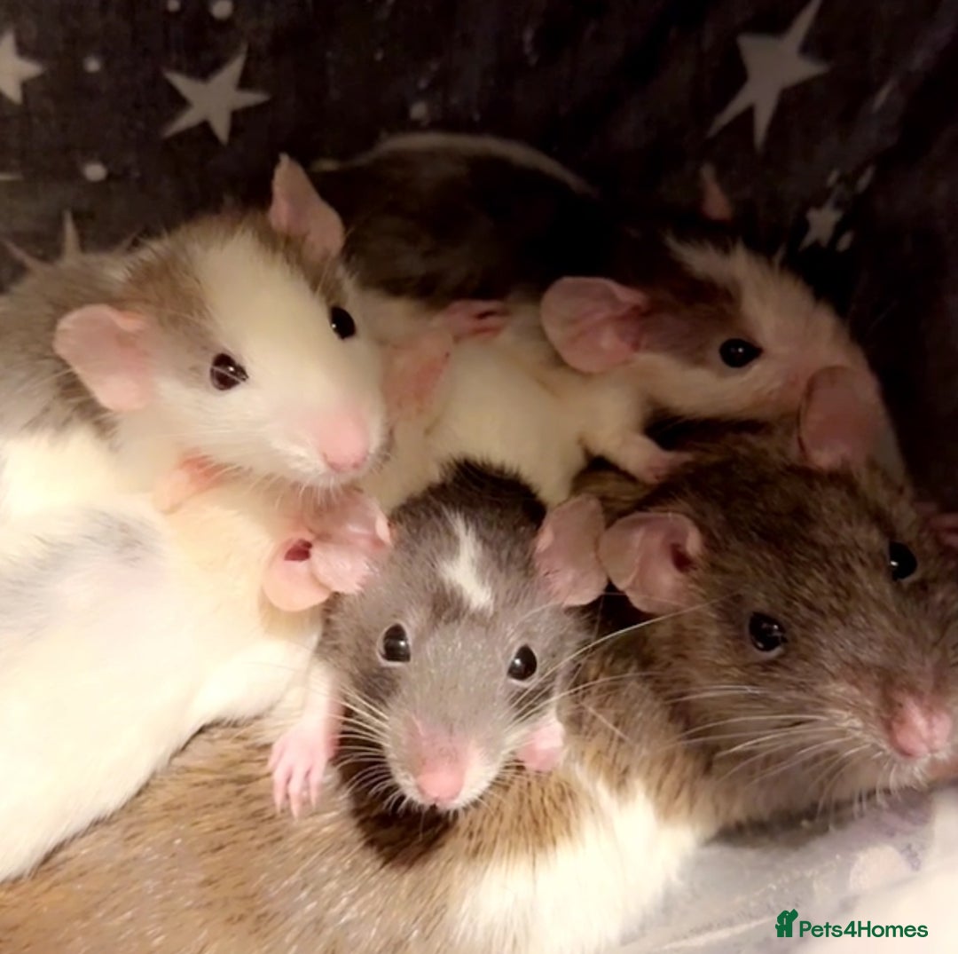Rat rodents for sale: Rats & cage  - Image 1