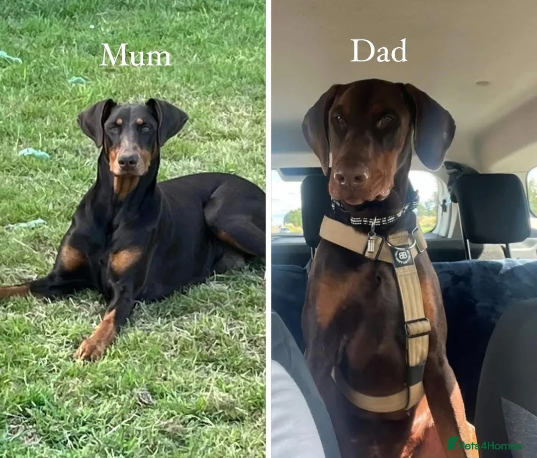 Dobermann dogs for sale: European Doberman puppies kc reg  - Advert 2