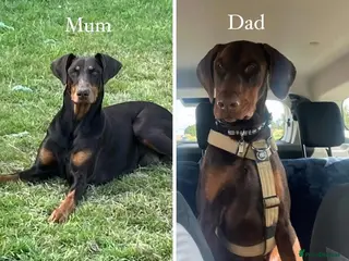 Dobermann dogs European Doberman puppies kc reg - Advert 2