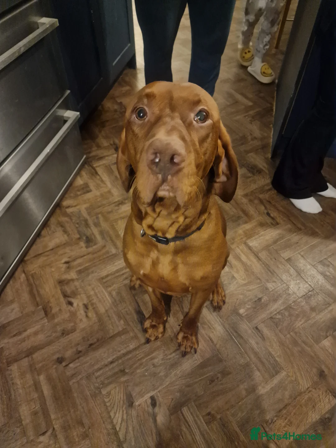 Hungarian Vizsla dogs for stud: Big Norman - Advert 4