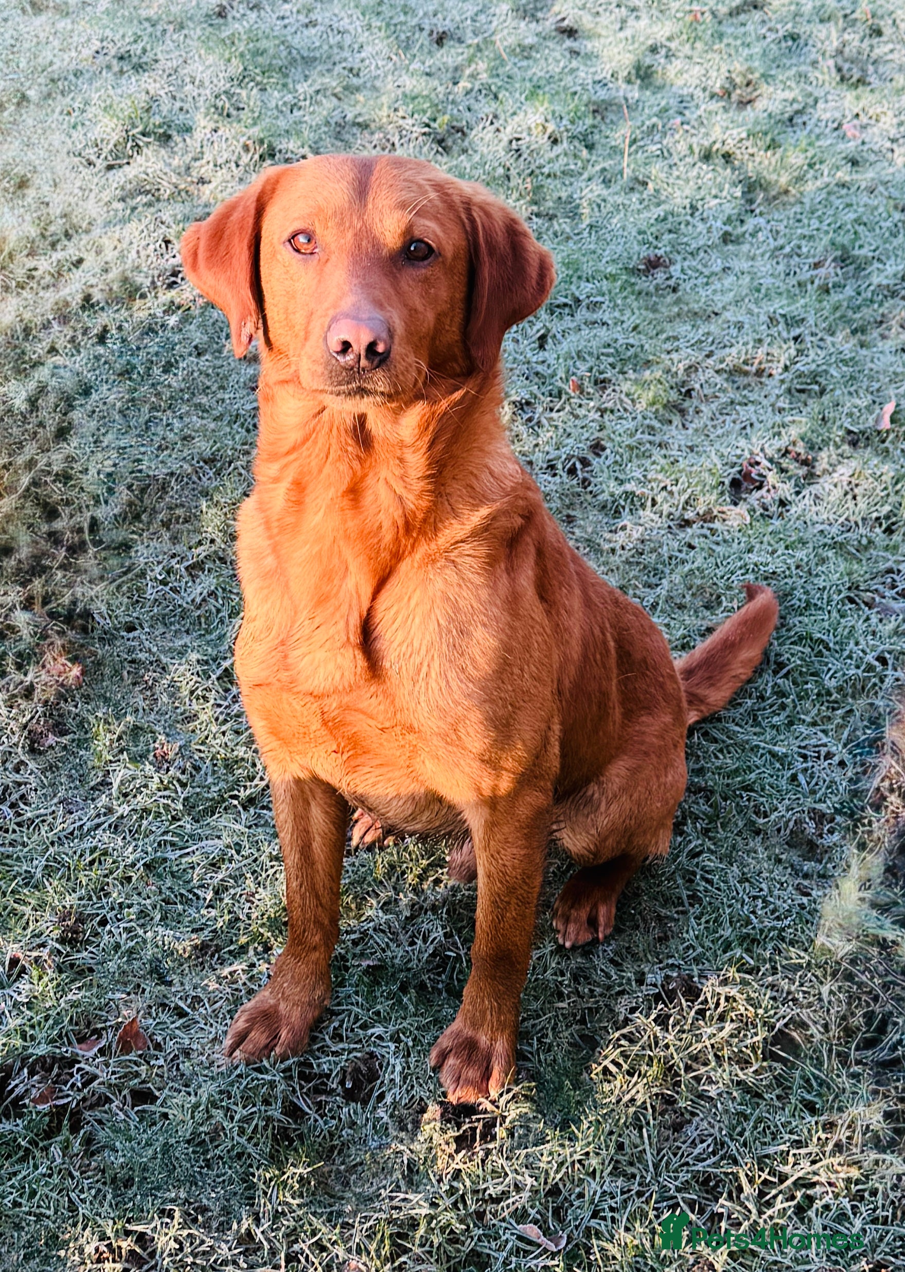 Labrador Retriever dogs Health clear,hip scored,KC Red Labrador for stud in Darlington - Advert 1