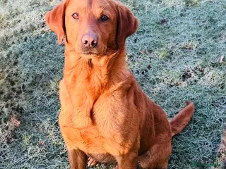 Labrador Retriever dogs Health clear,hip scored,KC Red Labrador for stud in Darlington - Advert 1