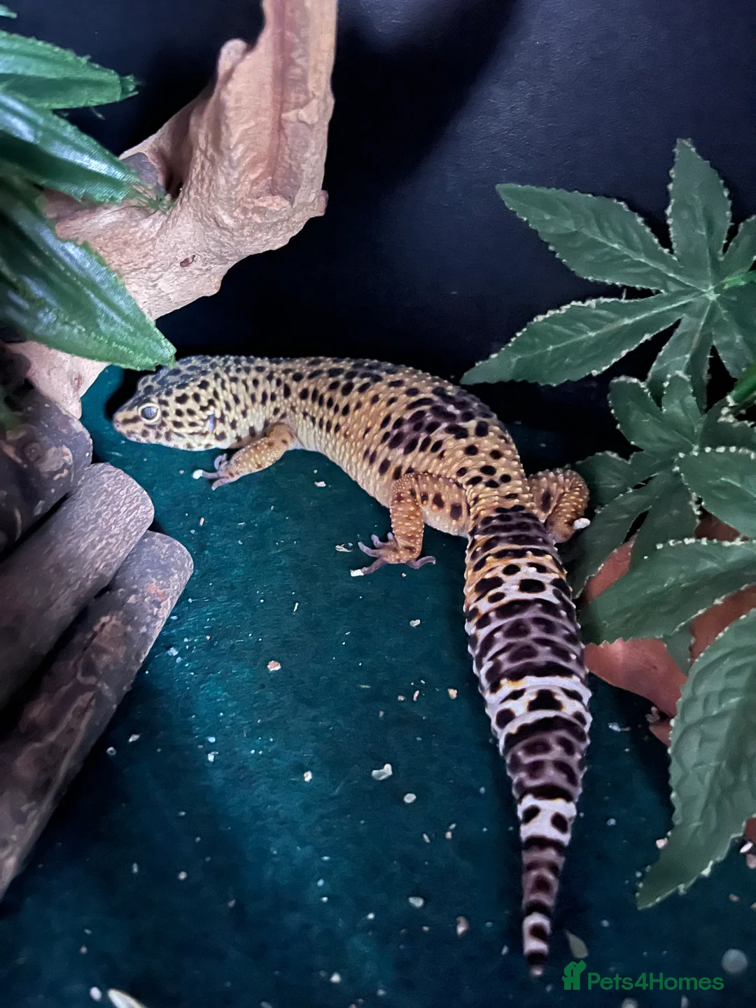 Leopard Gecko reptiles for sale: Leopard gecko and set up  in Ipswich - Advert 1