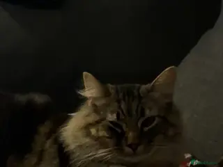 Mixed Breed cats Male cat - Advert 10